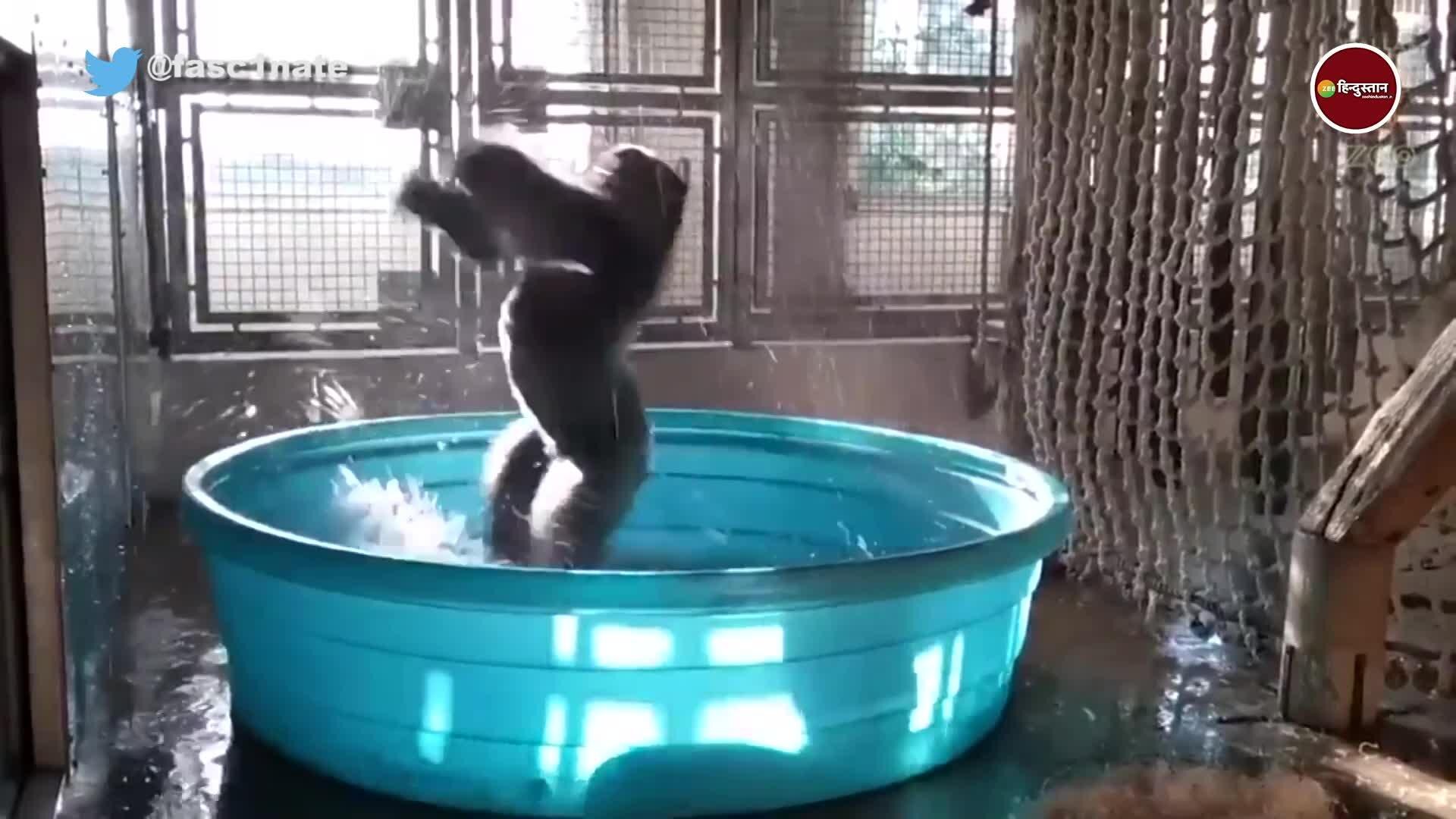 Gorillas funny dance in Bathtub goes viral on social media गोरिल्ला