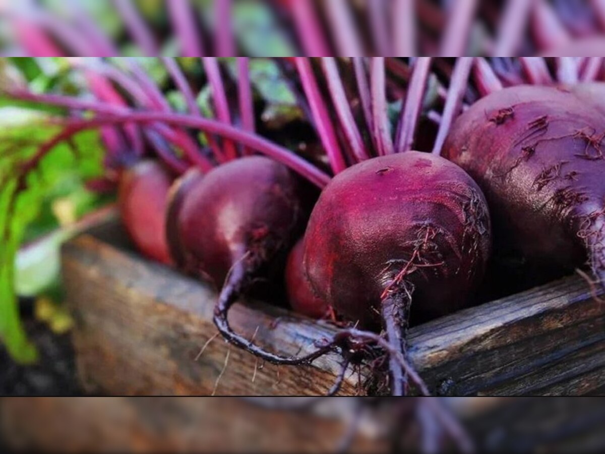 Beetroot Benefits: ୟୁରିନ୍ ଇନଫେକସନକୁ ଚୁଟକିରେ ଦୂର କରେ ବିଟ୍ ରୁଟ୍ ! ଜାଣନ୍ତୁ କେମିତି କରିବେ ବ୍ୟବହାର ?