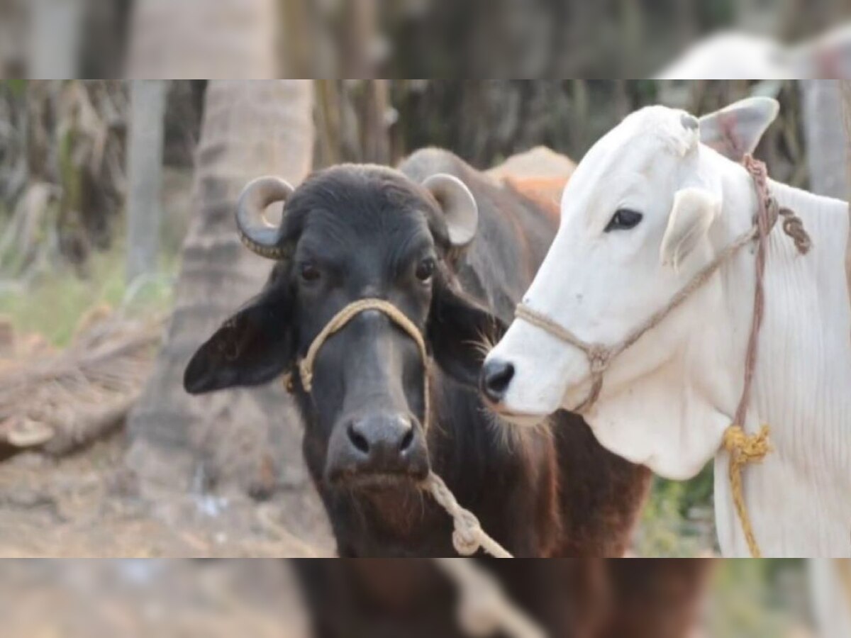 प्रतीकात्मक चित्र