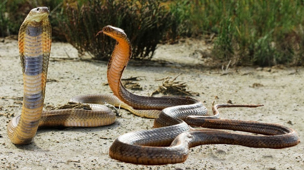 snake king cobra competes to impress female snake shocking fight must watch who won | Cobra Fight: कभी नहीं देखा होगा दो किंग कोबरा के बीच हुआ ऐसा मुकाबला, वायरल वीडियो देख