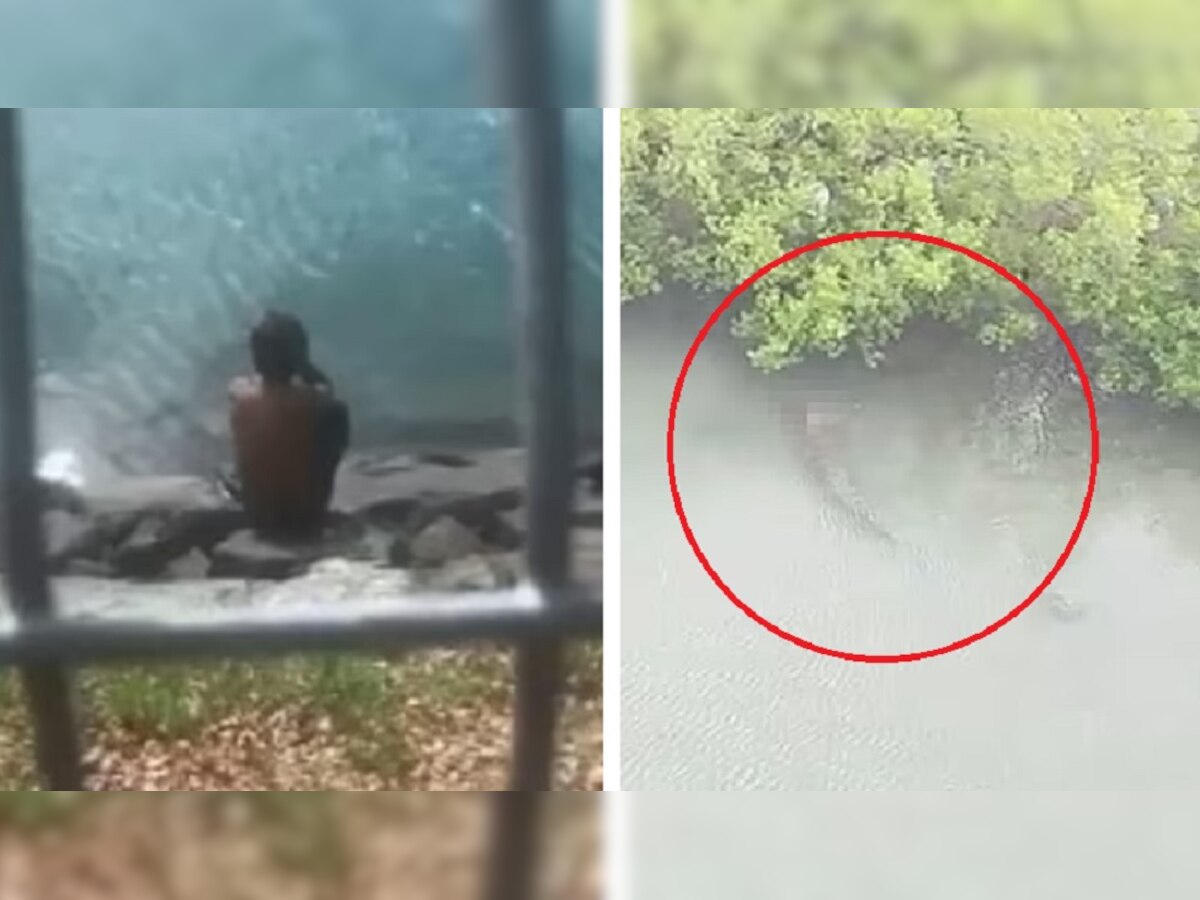 Crocodile Attack: एक झटके में बच्चे को पानी में लेकर चला गया मगरमच्‍छ, नाव पर बैठा रह गया पिता