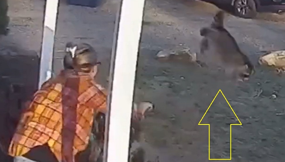 Mother Power: बच्ची को बचाने के लिए खतरनाक जानवर से भिड़ गई मां, बहादुरी देखकर लोग दंग