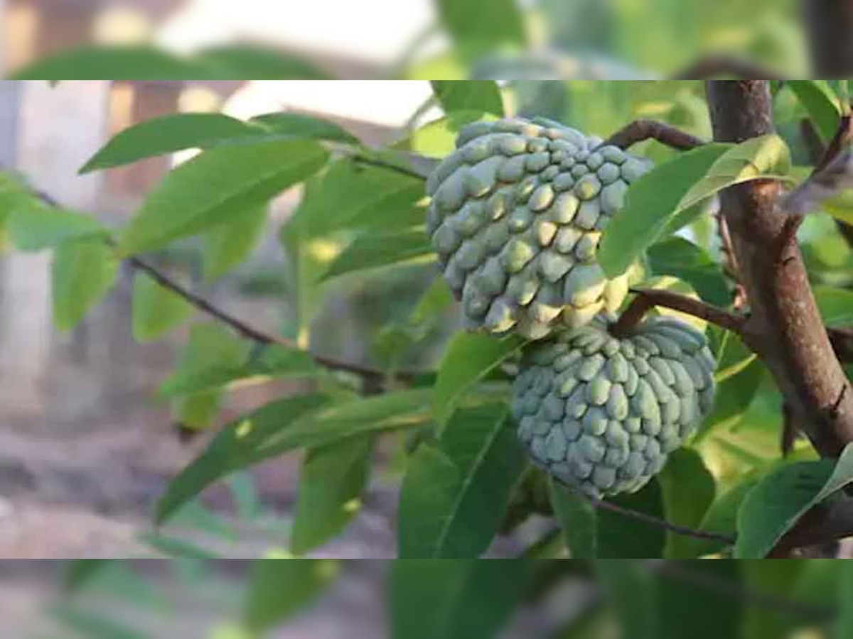 Health Tips: इस फल की पत्तियों में हैं कमाल के औषधीय गुण, कई बीमारियों में पहुंचाती हैं आराम