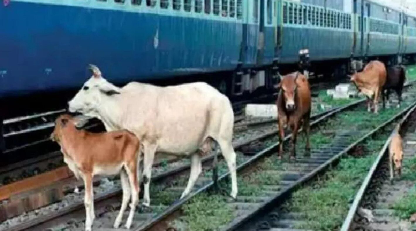 UP: आगरा में ट्रेन की चपेट में आने से एक साथ 14 गायों की मौत