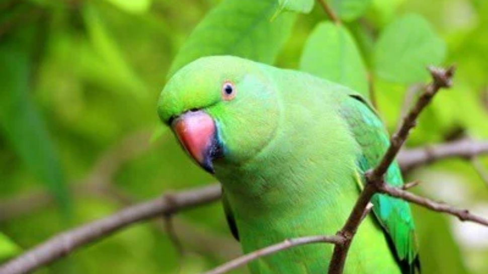 Benefits of Keeping Parrot at home know important Vastu tips ...