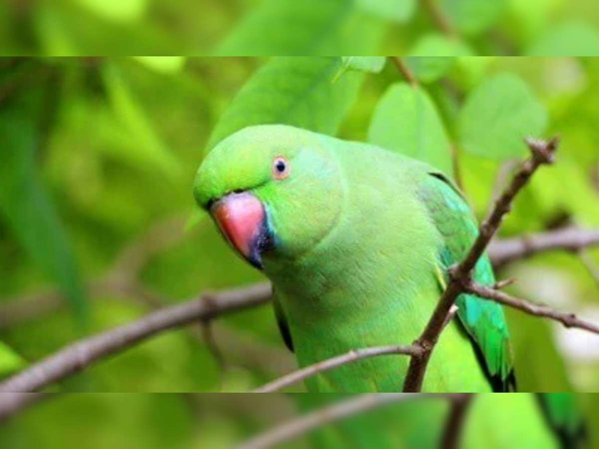 Benefits of Keeping Parrot at home know important Vastu tips ...
