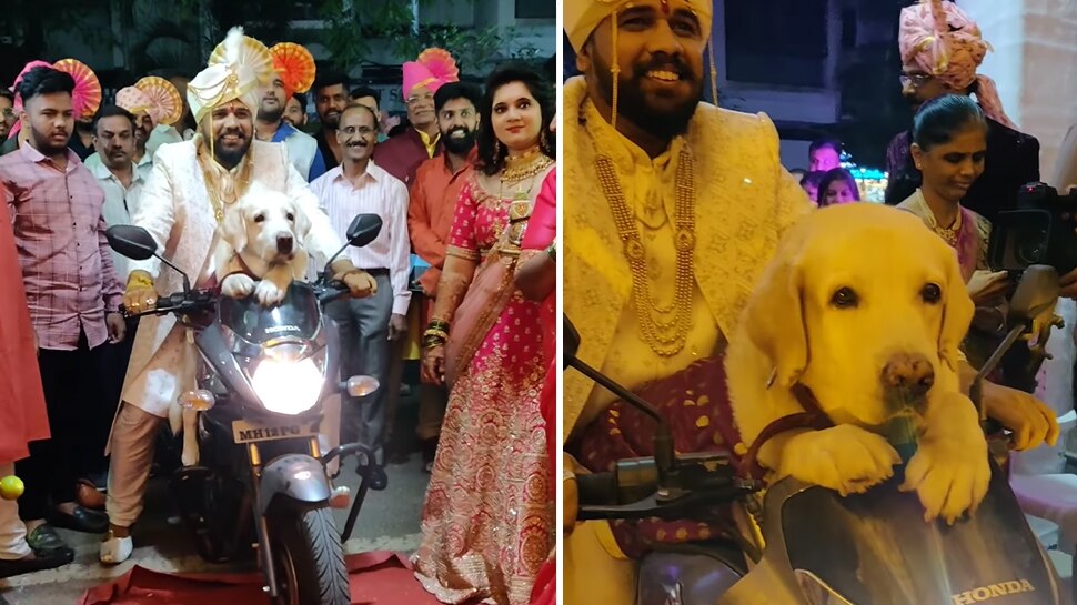 Wedding Video: दूल्हे ने बाइक पर कुत्ते संग ली ऐसी एंट्री, देखकर ससुराल वाले रह गए हक्के-बक्के