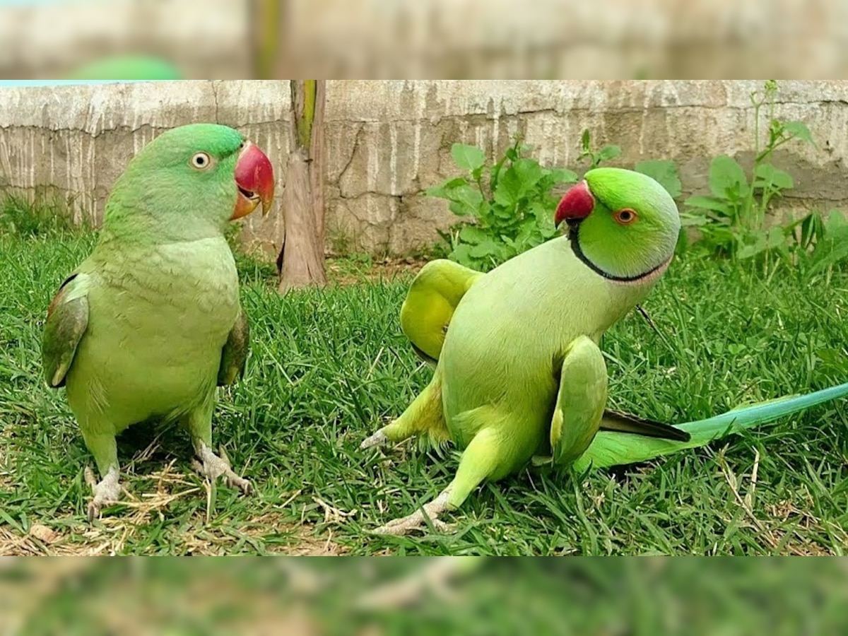 Vastu Tips: कर रहे हैं तोते का पालन, तो वास्तु के अनुसार जान लें ये जरूरी बातें