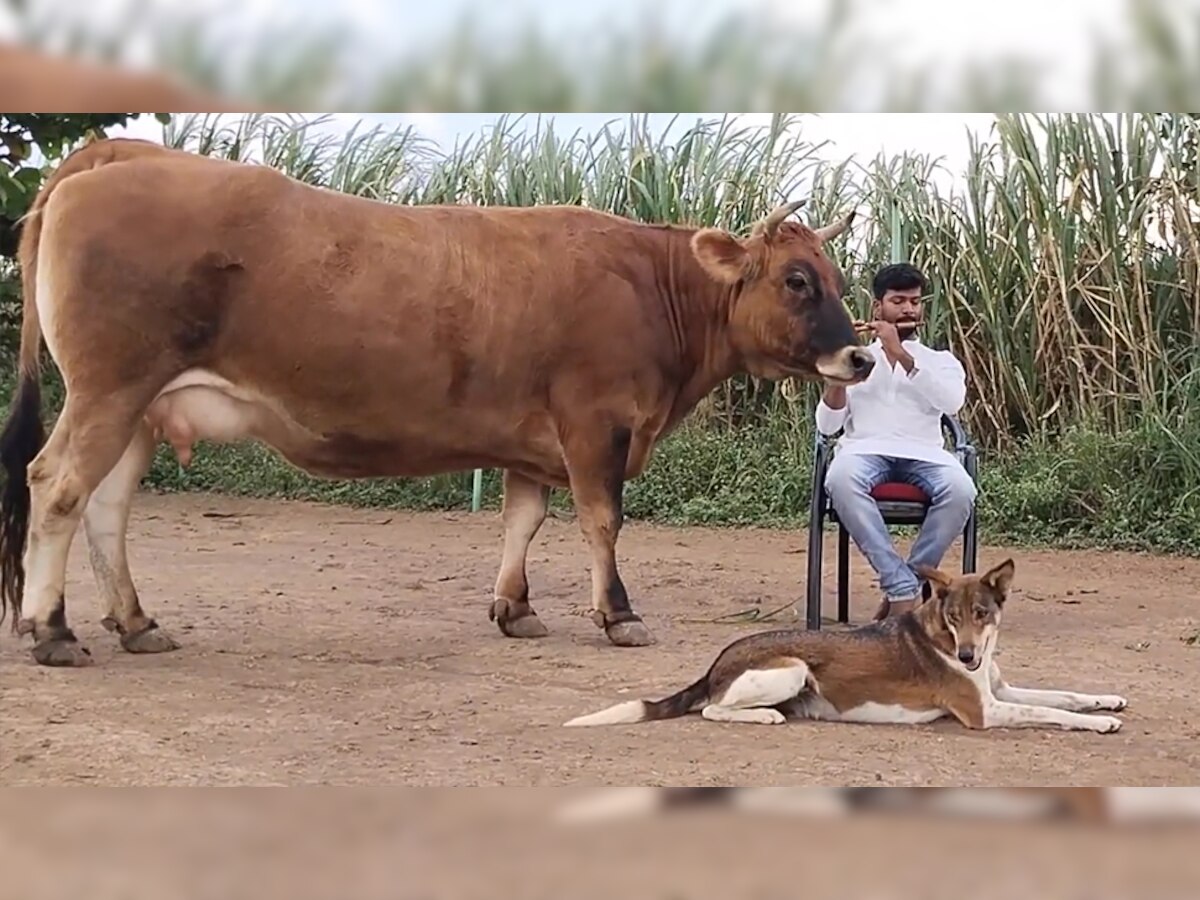 बांसुरी बजाते ही दौड़ी चली आती है गाय, कुत्ते भी बैठकर लेते हैं म्यूजिक का आनंद; देखें Video