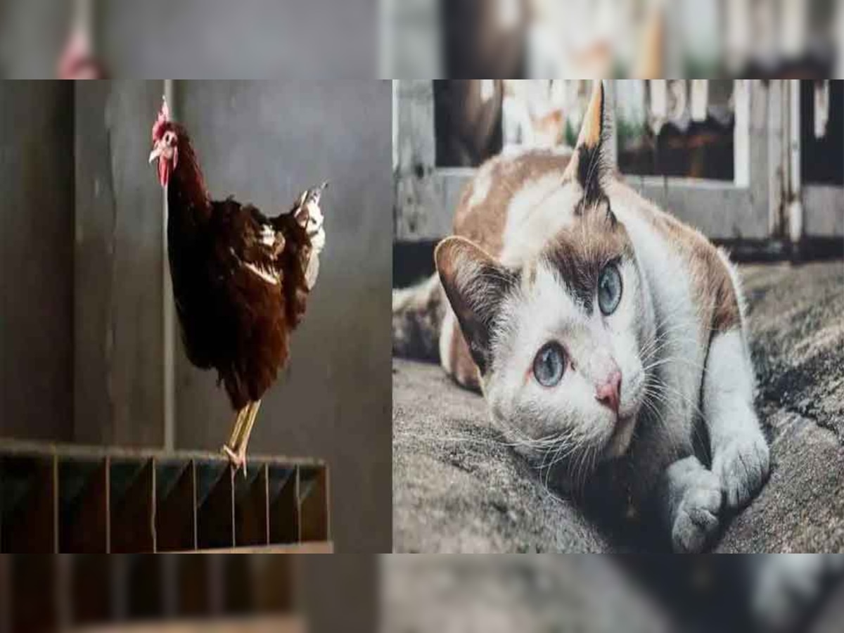 UP News: पड़ोसी की बिल्ली खा गई मुर्गा, शिकायत करने पर मारपीट, 6 लोगों के खिलाफ मामला दर्ज 