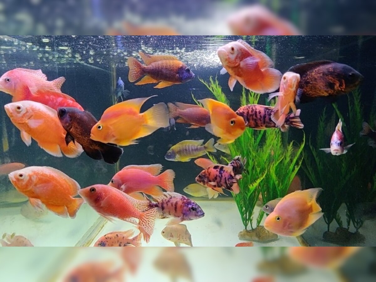 New Year 2023 Upay दिसंबर में कभी भी घर लें आएं ये गुड लक चीजें, साल