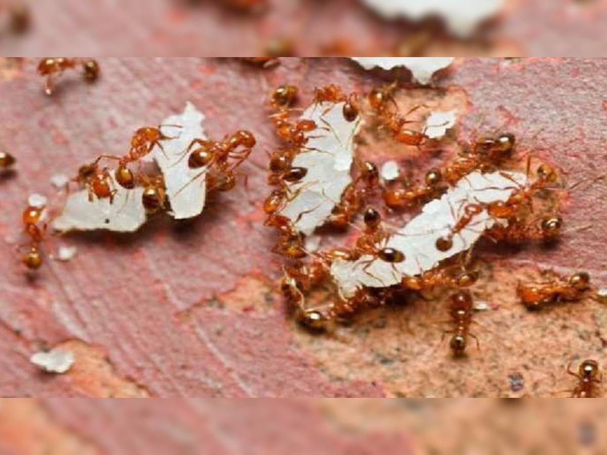 Red and Black Ants: मुंह में अंडे लेकर कतार में जाती चींटियों का दिखना शुभ होता है या अशुभ? हमारे भविष्य के बारे में देती ये संकेत
