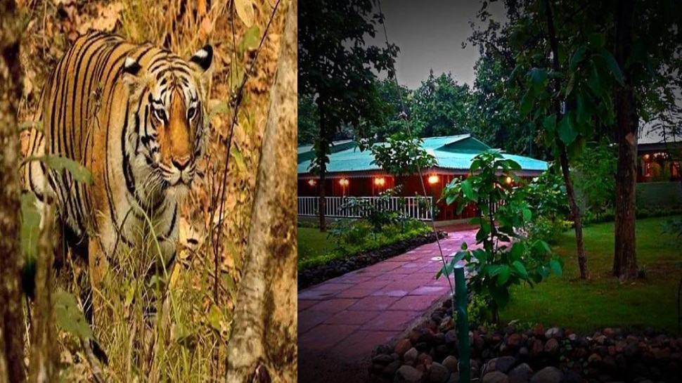 ratapani jungle safari online booking