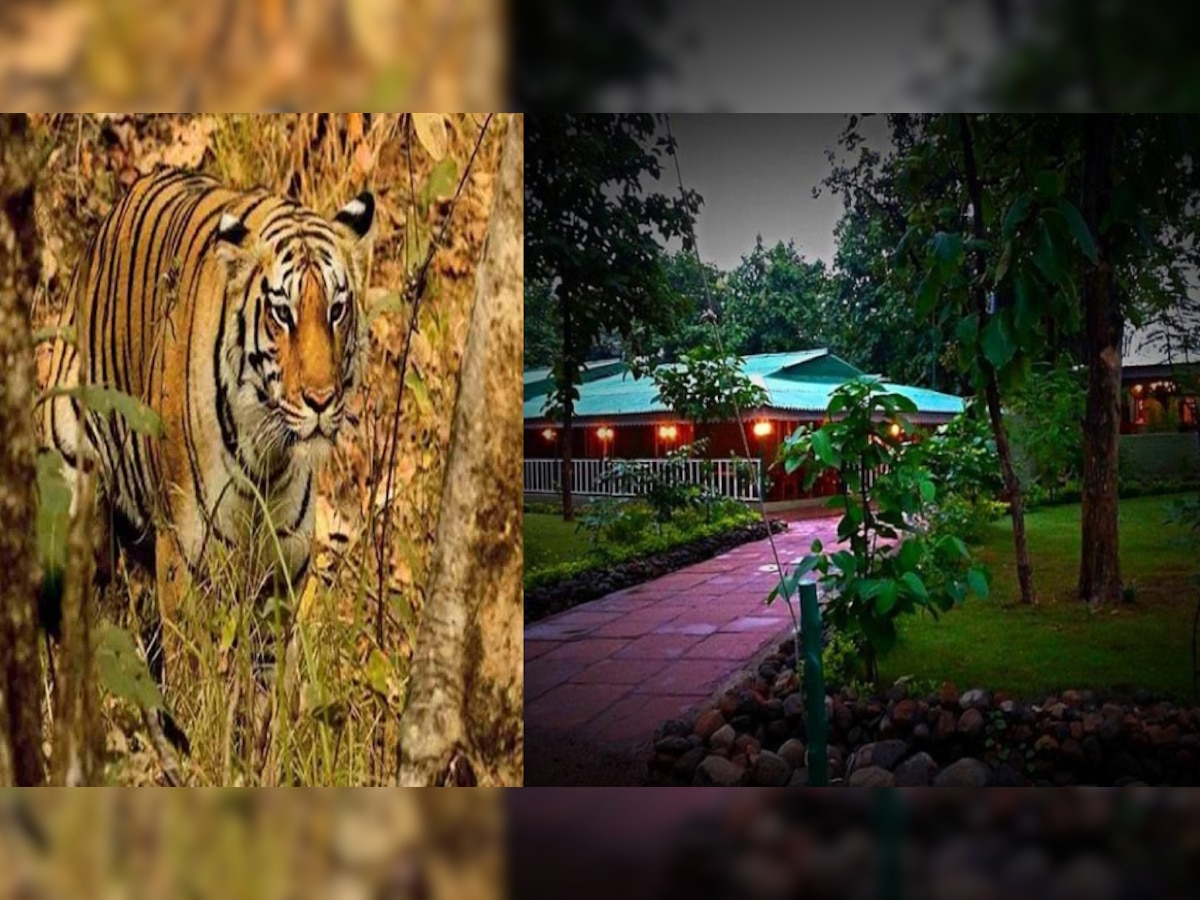 Ratapani Sanctuary: रातापानी में आज से शुरू होगी जंगल सफारी, जानिए क्या है सैलानियों के लिए खास