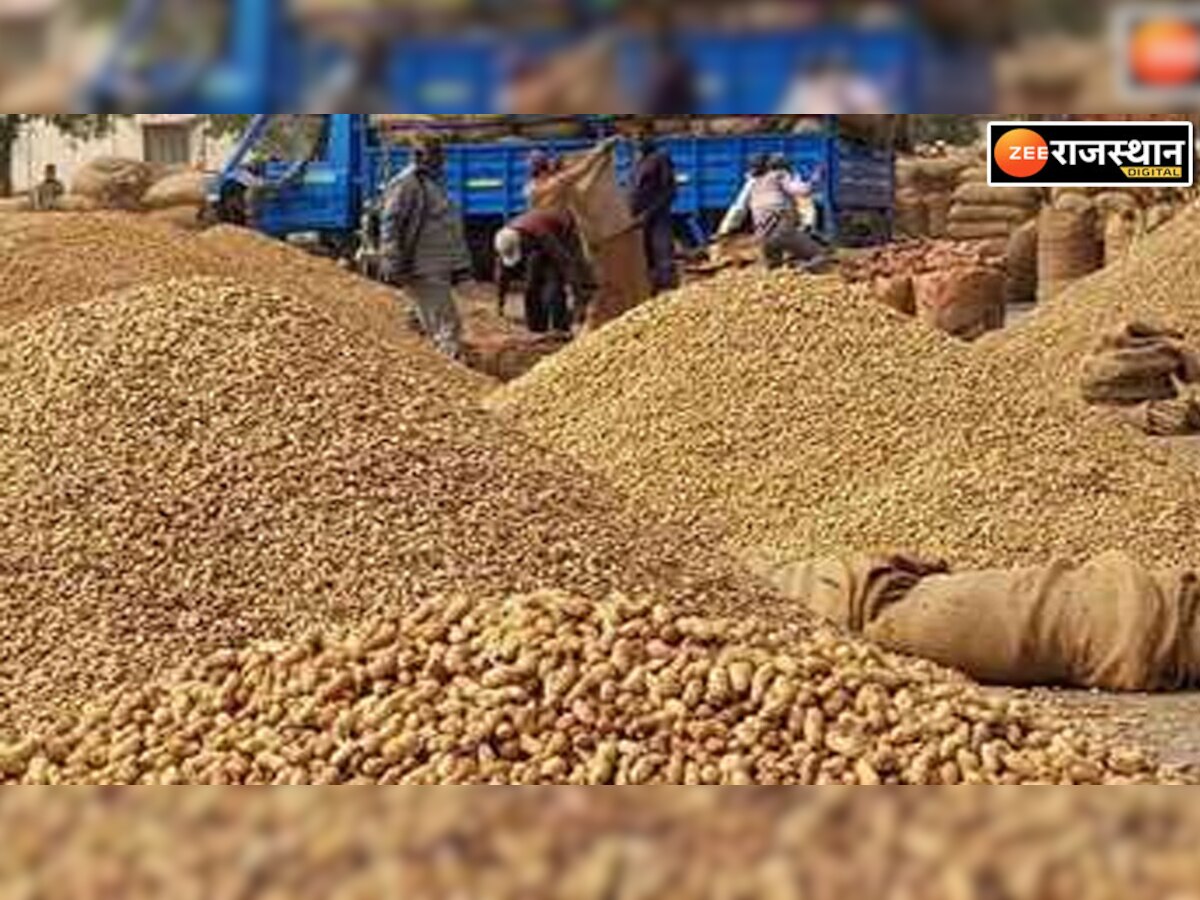 Bassi News, Jaipur : समर्थन मूल्य पर मूंगफली बेचने को तैयार नहीं है किसान, एक भी रजिस्ट्रेशन नहीं