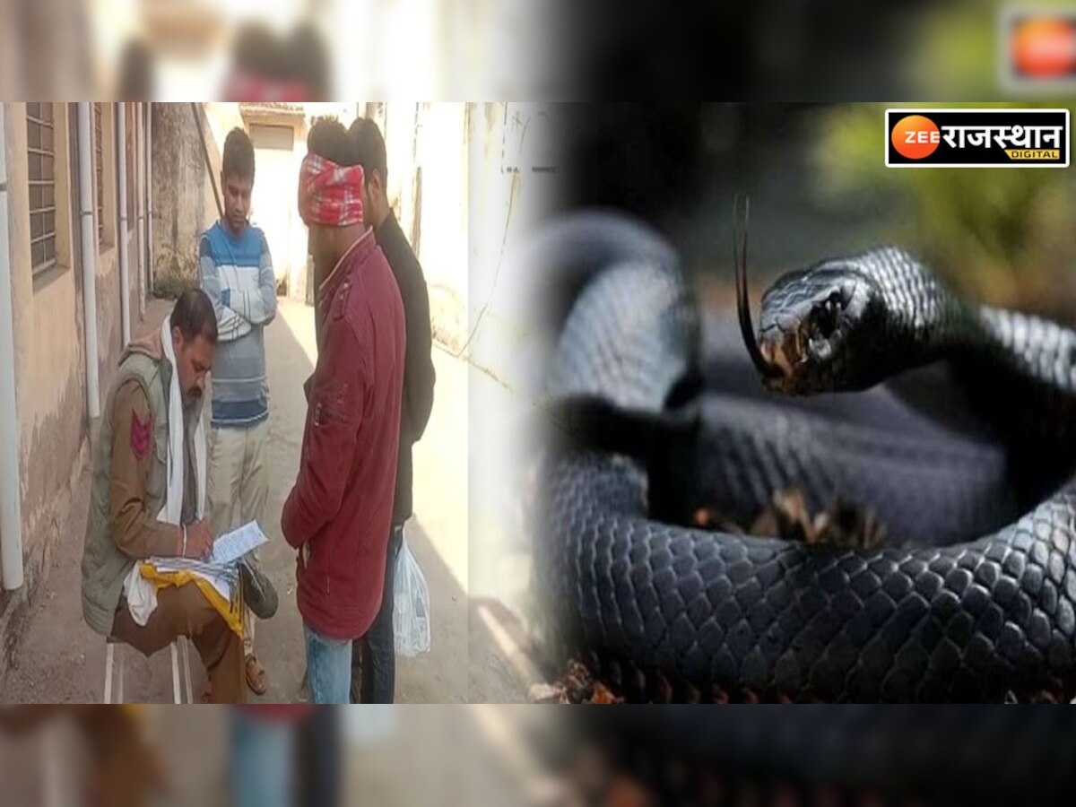 Dholpur: खेत में पानी लगाते वक्त महिला को सांप ने काटा, इलाज के दौरान गई जान