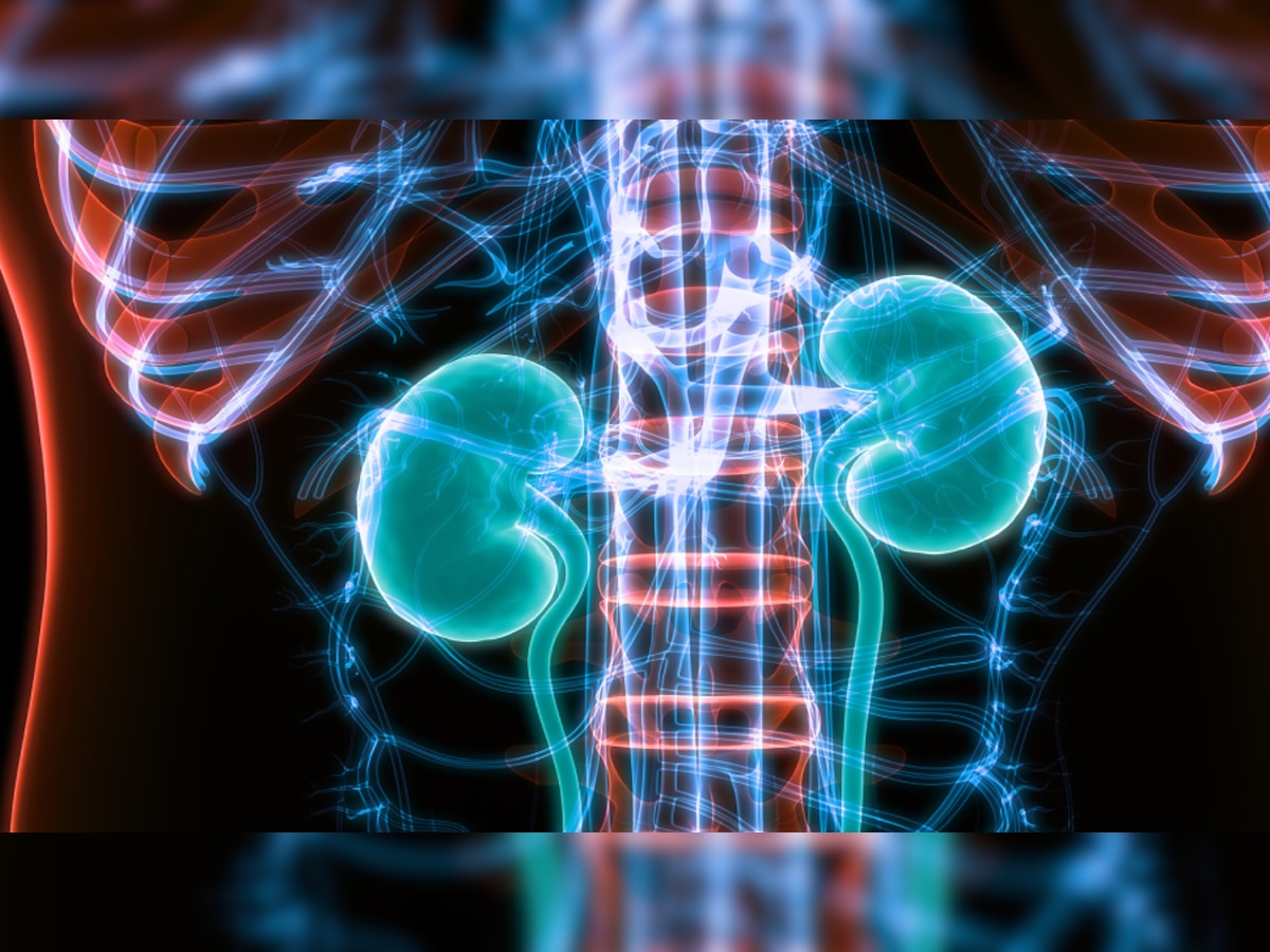 Healthy Kidney: किडनी को स्वस्थ रखने के लिए अपनाएं ये तरीक़े; लाइफ़ स्टाइल में करें शामिल