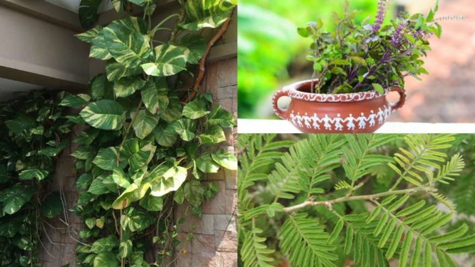 Vastu Plant: तुलसी और मनी प्लांट ही नहीं बल्कि ये पौधा बदल देगा घर के हालात, लगाते ही होने लगेगी छप्पर फाड़ धनवर्षा