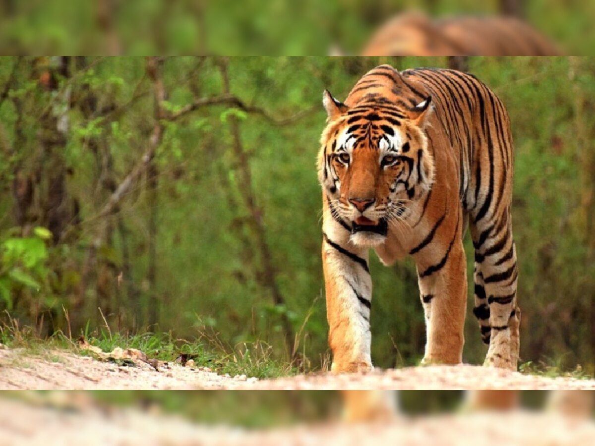 खतरे में टाइगर स्टेट का तमगा! पन्ना में बाघ को दी खौफनाक फांसी, देखकर कांप जाएगी रूह