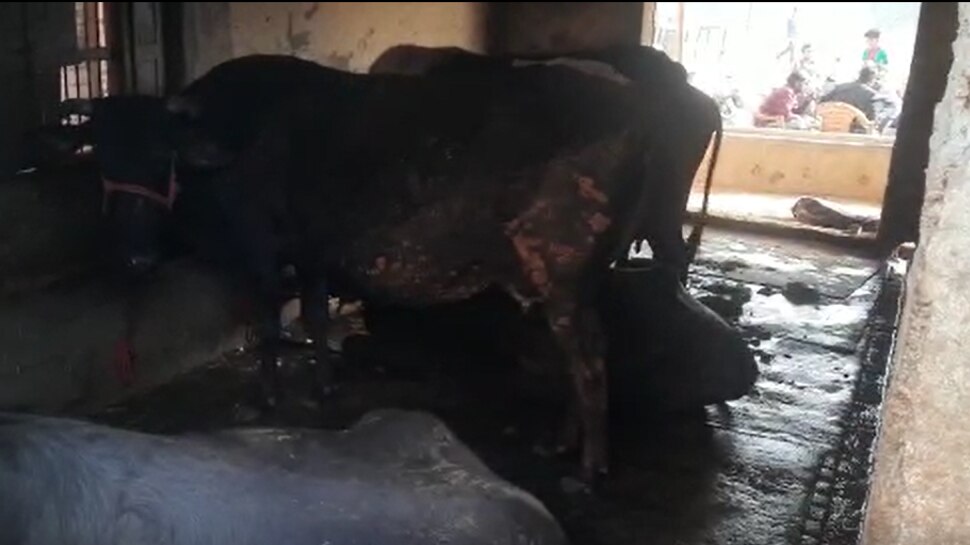 Ghaziabad डेयरी फार्म में लगी आग, बुजुर्ग संचालक और 8 पशुओं की मौत