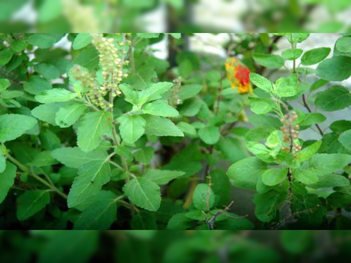 वन तुलसी के नुकसान