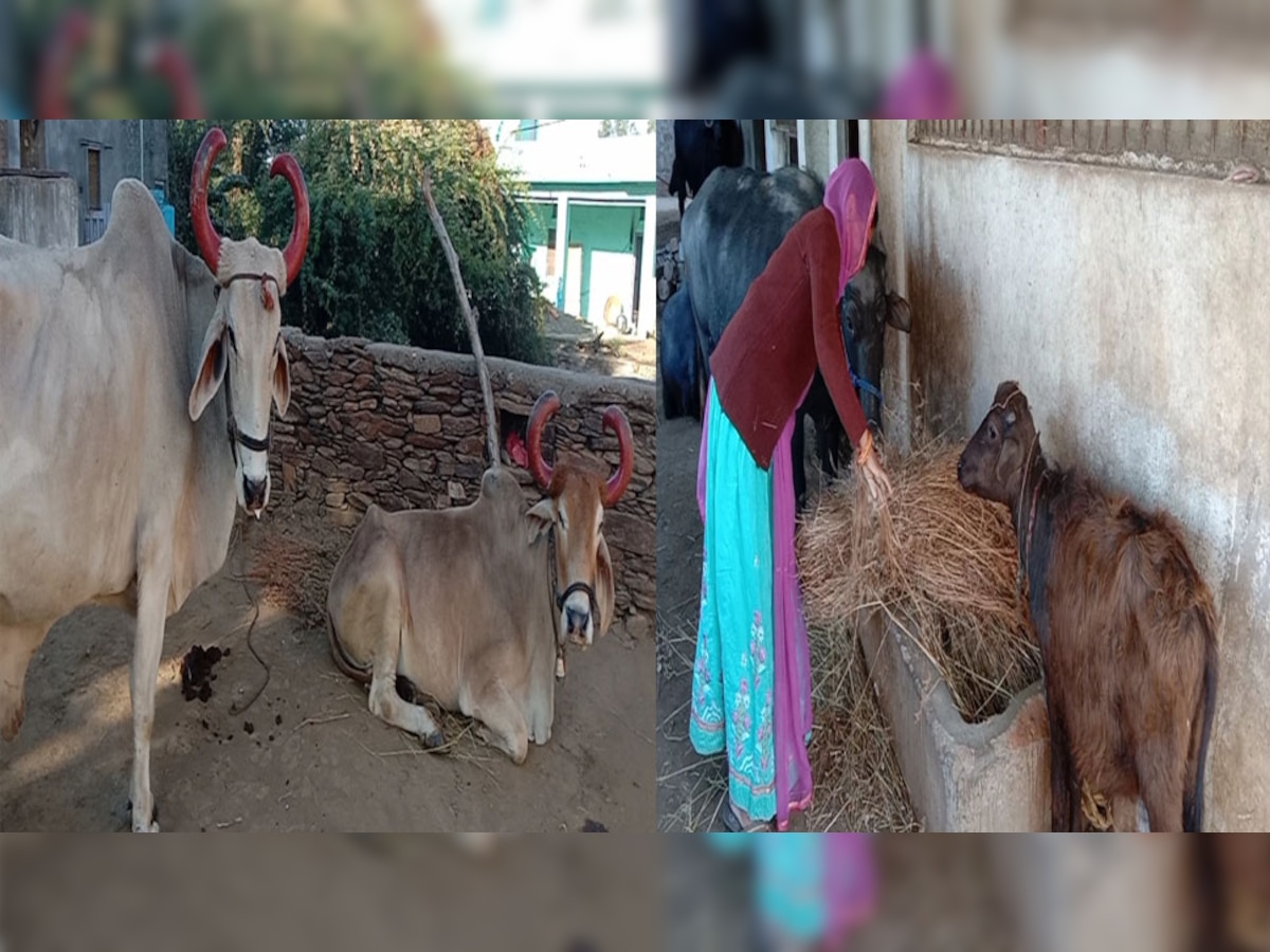 पशुधन बीमा योजनाः डूंगरपुर में साढ़े 7 लाख से अधिक पशुधन, लेकिन 1100 पशुओं का ही है बीमा करने का लक्ष्य