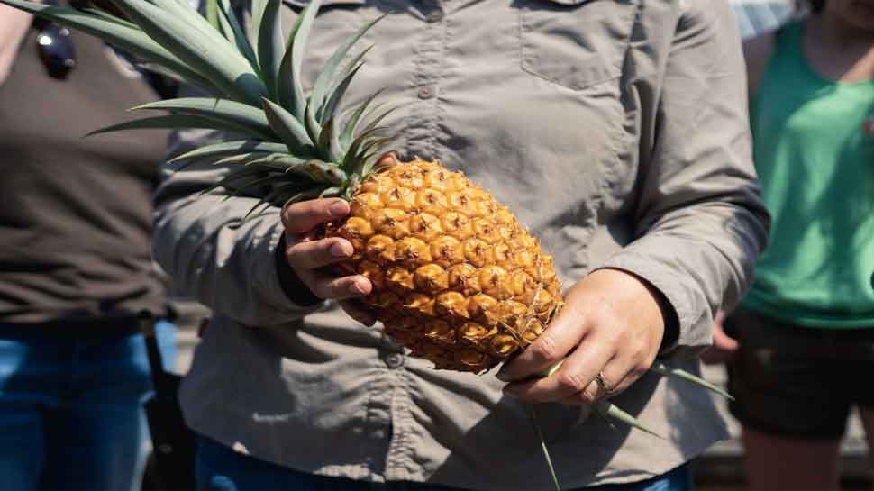 Heligan Pineapple: यह है दुनिया का सबसे महंगा अनानास, कीमत जानकर रह जाएंगे हैरान, जानें खासियत 
