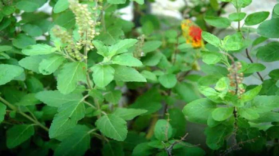 Tulsi Tips: घर के आंगन में भूलकर भी न लगाएं तुलसी का ये पौधा, छिन जाएगा सुख-चैन; बर्बाद होने में नहीं लगेगी देर!