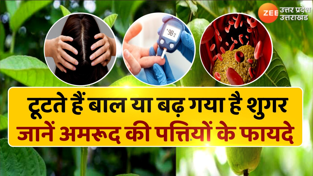 Lifestyle guava leaves health benefits weight loss cholesterol hair fall remedy amrud ki patti