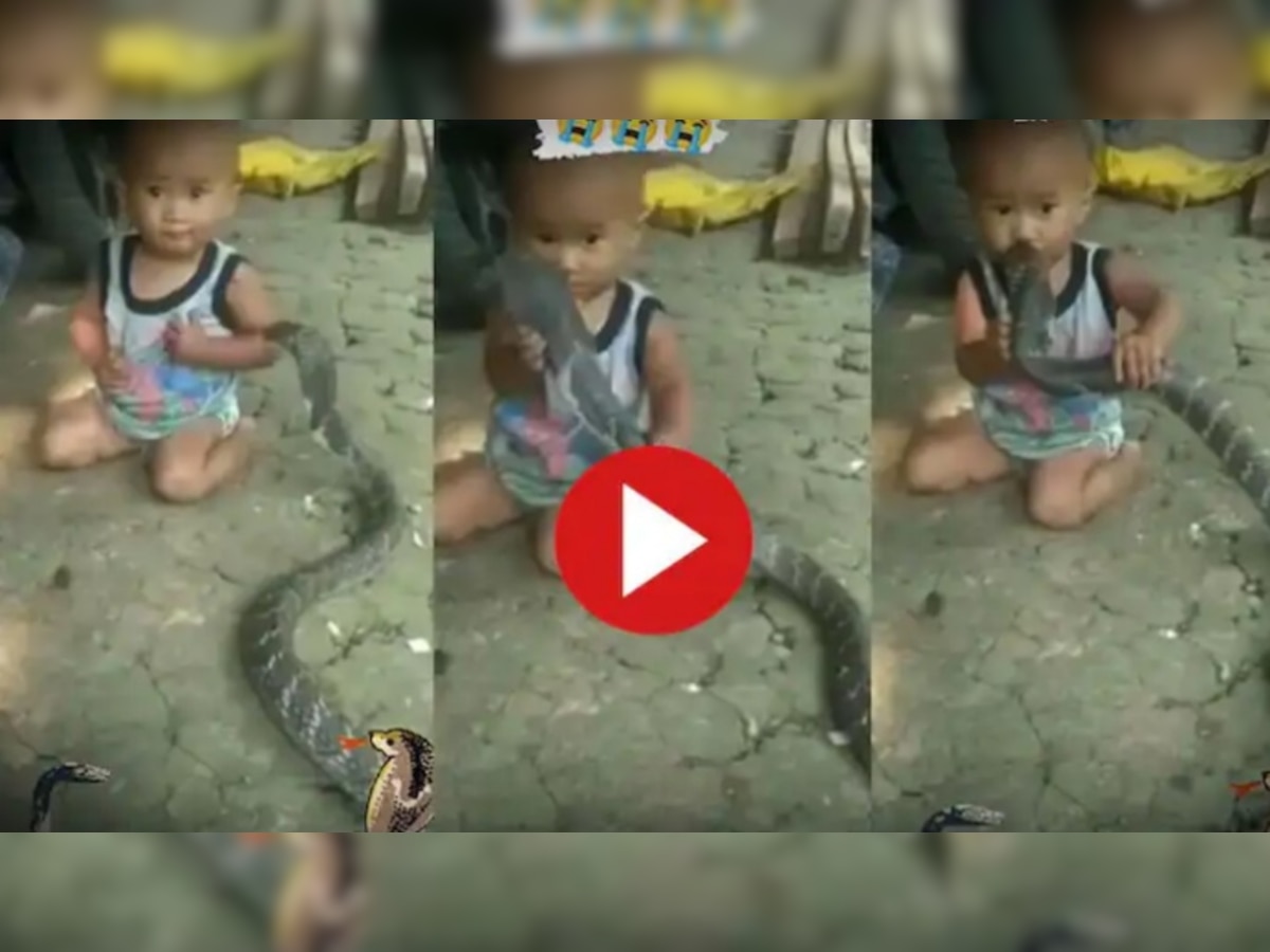 Viral Video: King Cobra के साथ खेलता है ये बच्चा, वीडियो देख लोग कर रहे तारीफ 
