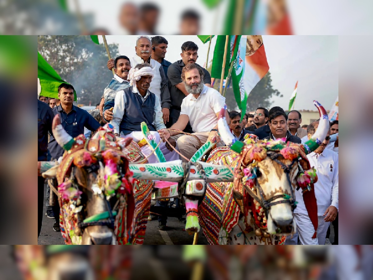 Bharat Jodo Yatra: राहुल ने चलाई बैलगाड़ी तो कांग्रेस ने पूछा, 'कौन दिसा में लेके चला रे बटुहिया...' लोगों ने डायरेक्शन बताकर ले लिए मजे