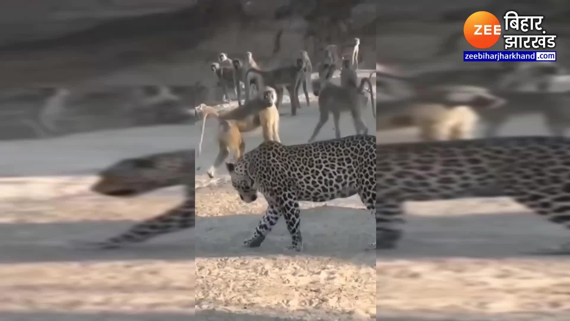 Leopard fight with langurs see the bad condition of leopard in the ...