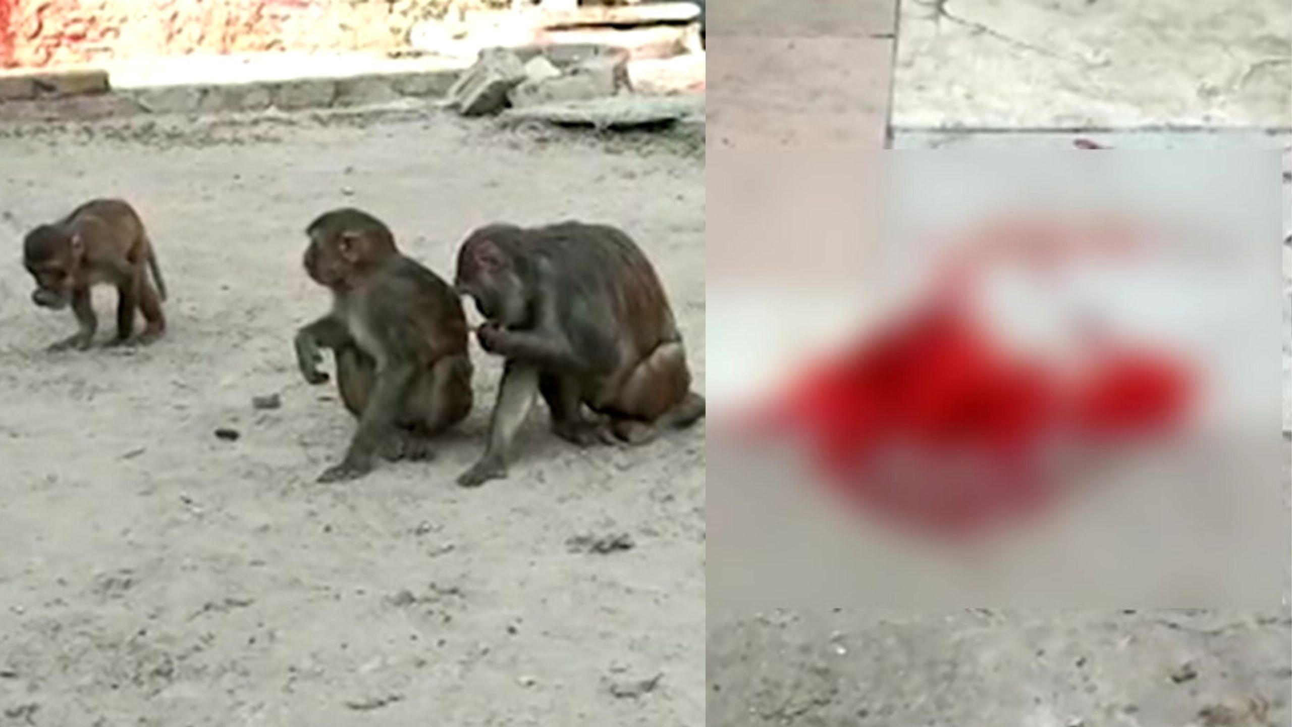 Monkey Attack Mathura attempt to save from attack of monkeys old man ...