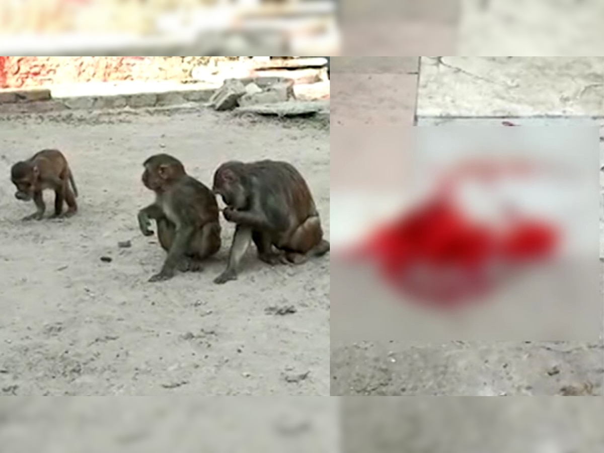 Monkey Attack: बंदरों के हमले से बचाने के प्रयास में तीसरी मंजिल छत से गिरा वृद्ध, हुई मौत