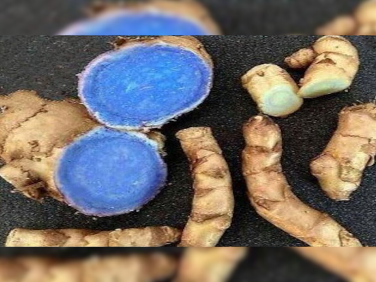 Black Turmeric Business: 5 हजार रुपये की 1 किलो बिकती है ये वाली हल्दी, खेती कर बन सकते हैं मालामाल