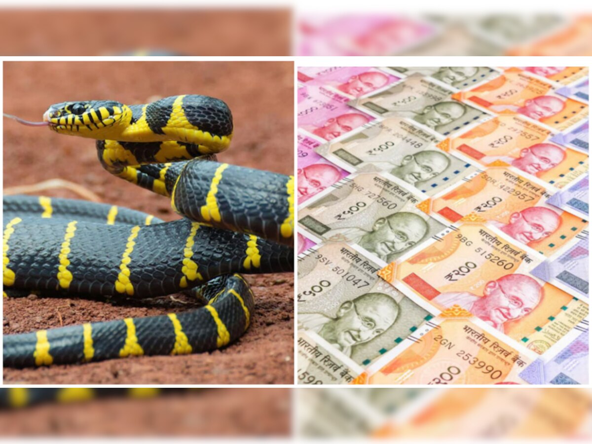 Profitable Snake Farming Business photo