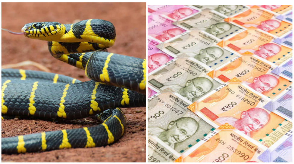 Profitable Snake Farming Business photo