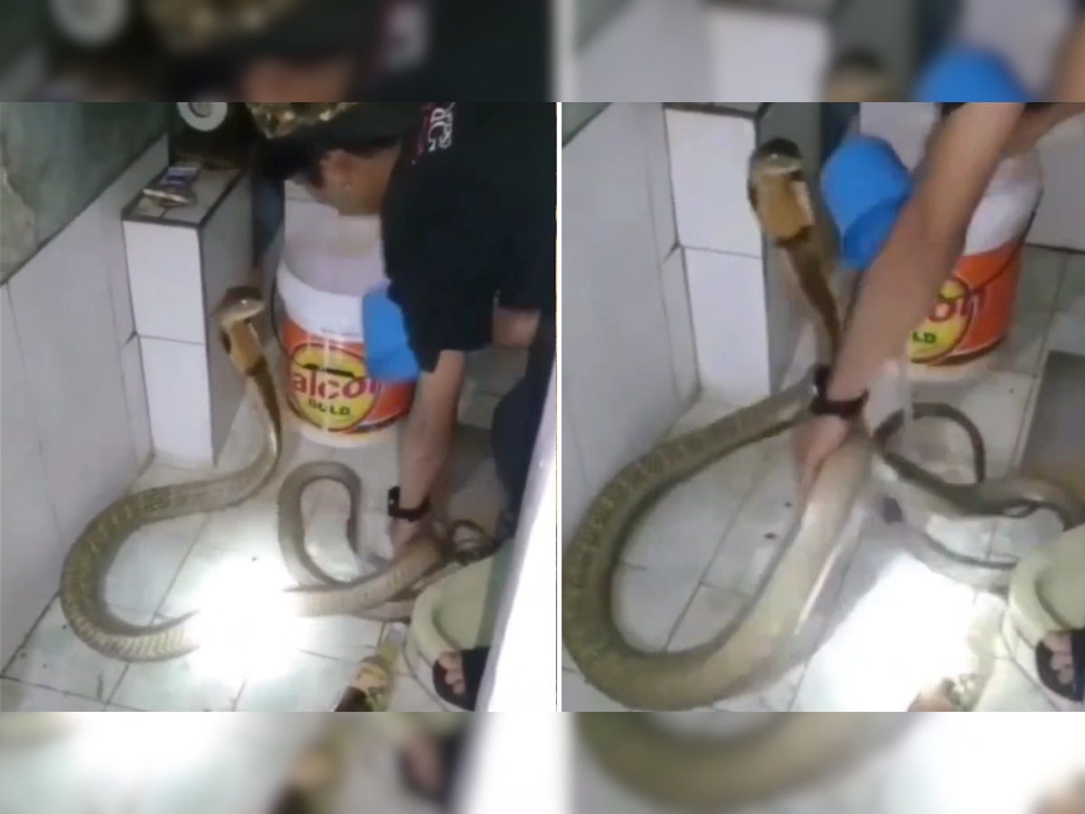 King Cobra को बाथरूम में ठंडे पानी से नहलाने लगा शख्स, लोग बोले- बच्चा नहीं है, डसेगा तो भागते फिरोगे