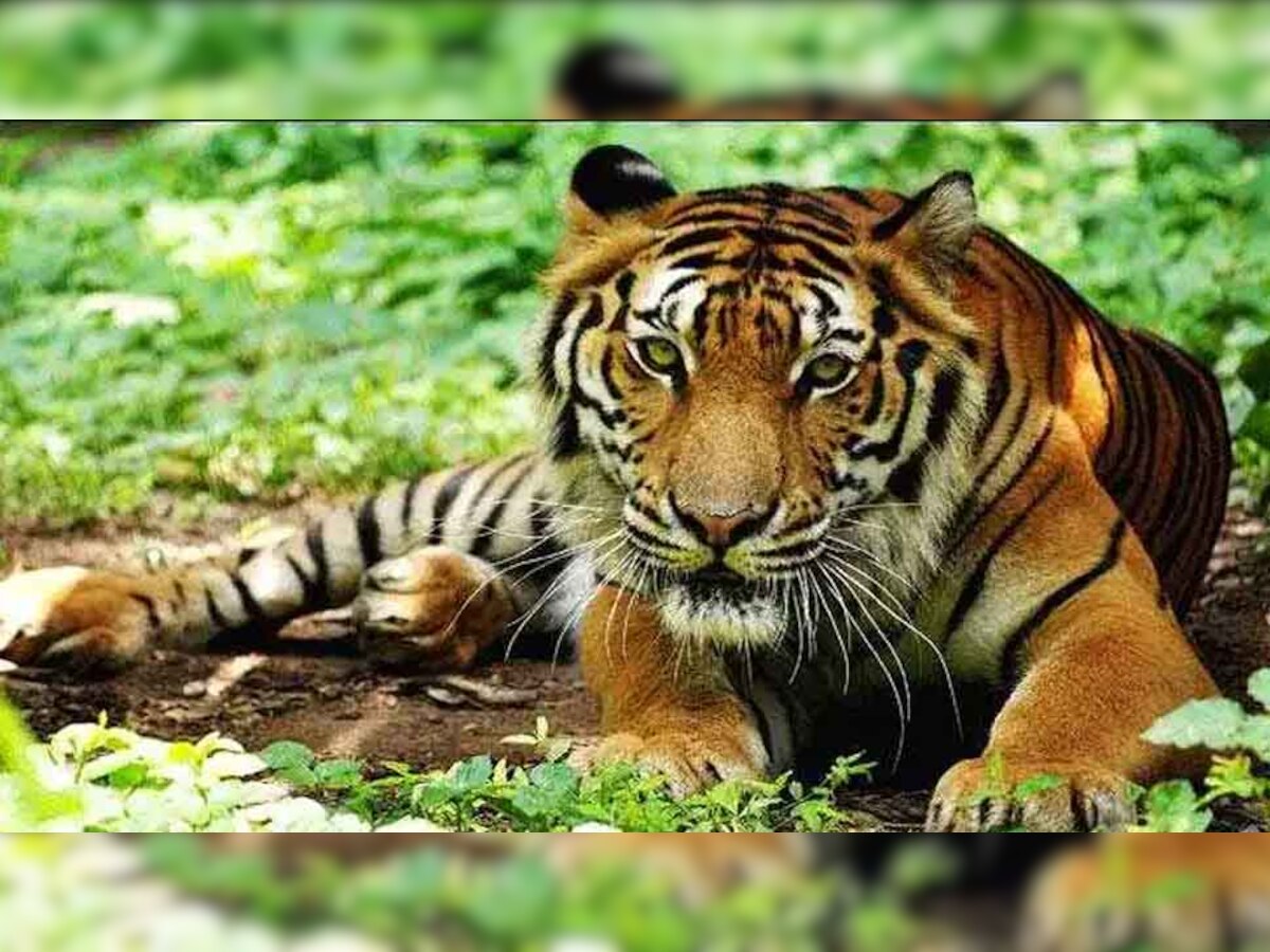बाघों की मौत में पहले स्थान पर MP, पन्ना में टाइगर की फांसी के मामले में NTCA ने मांगी जांच रिपोर्ट