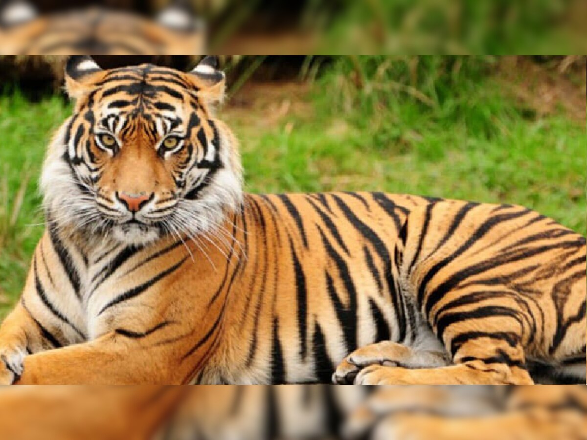 Tiger Skin Seized: ବନ୍ୟଜନ୍ତୁଙ୍କ ପାଇଁ ଅସୁରକ୍ଷିତ ଶିମିଳିପାଳ ଅଭୟାରଣ୍ୟ! ହାତୀ ପରେ ଏବେ ବାଘ ଶିକାର