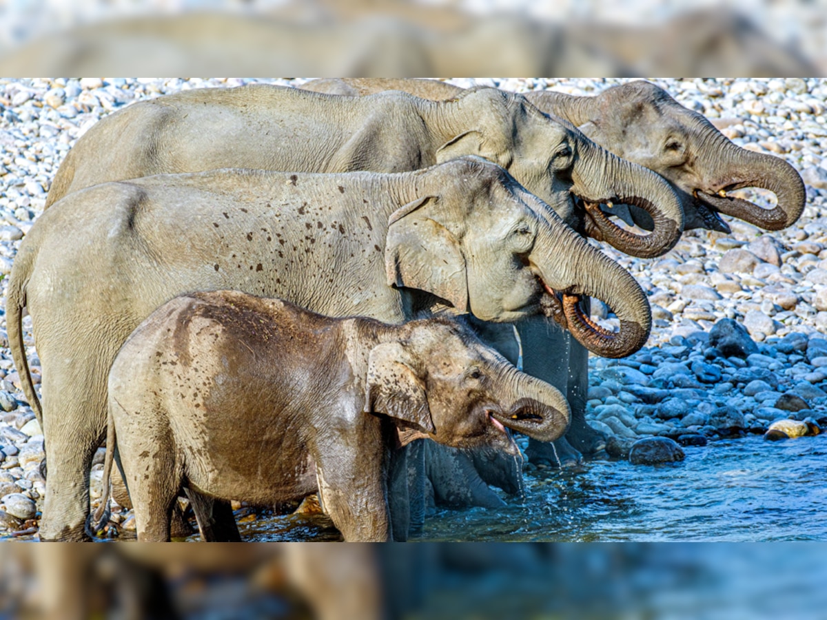 Optical Illusion: इस तस्वीर में कितने हाथी पानी पी रहे हैं? सही जवाब 4 बिल्कुल भी नहीं