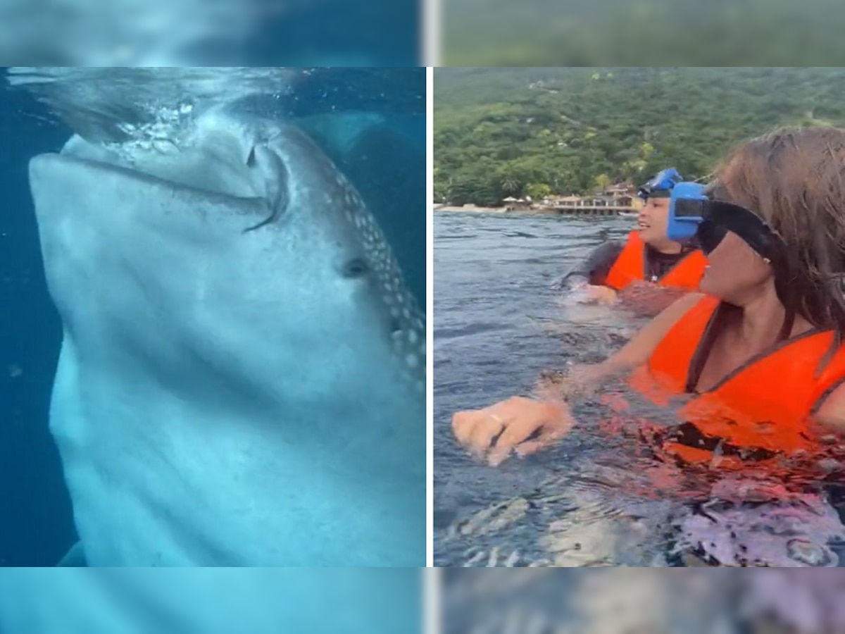 समुद्र में तैर रहीं दो लड़कियां अचानक शार्क के पास पहुंच गईं, फिर देखिए क्या हुआ