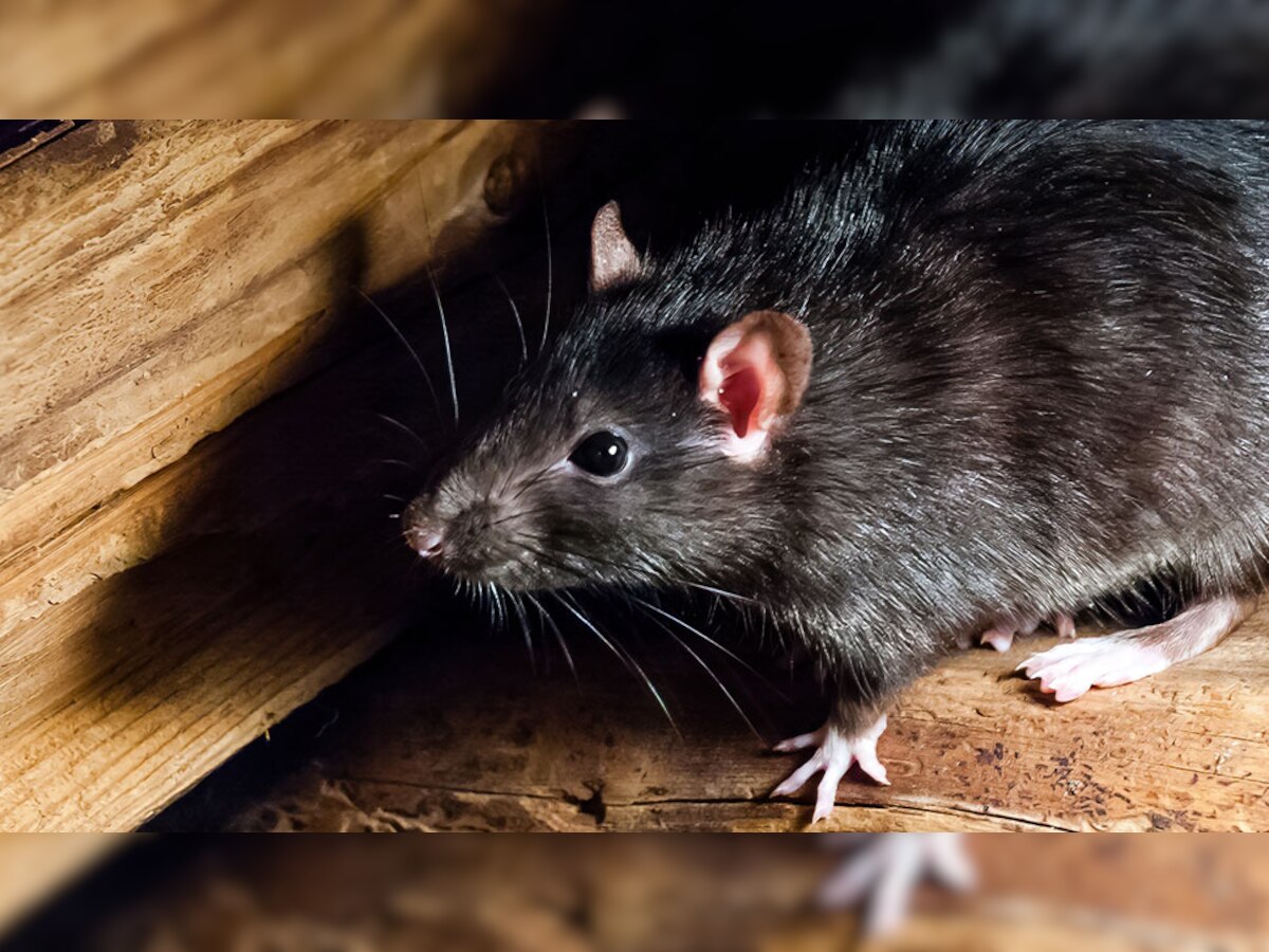 Rats Control: इस एक एंट्री प्वाइंट के जरिए भी घर में आ सकते हैं चूहे, आज ही कर दें पूरी तरह ब्लॉक