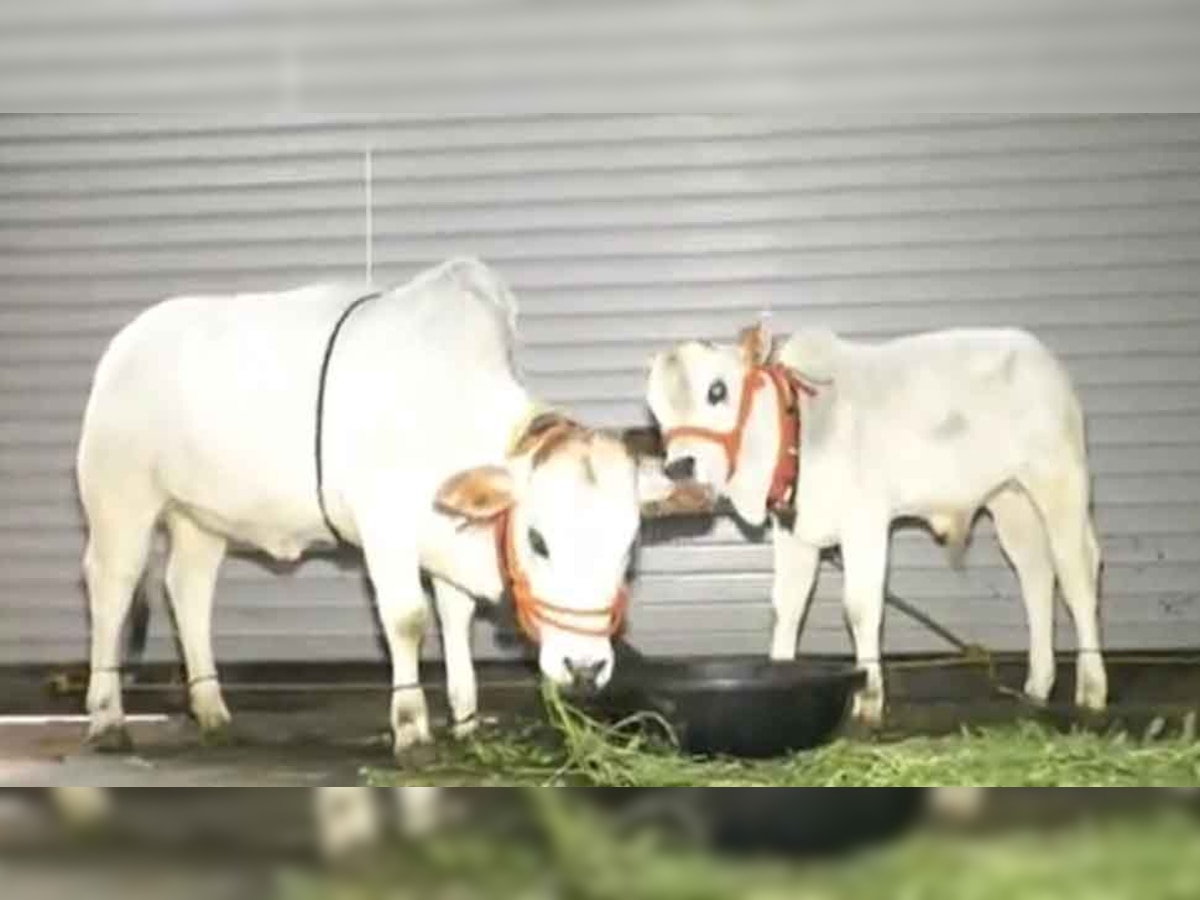 इंदौर पहुंचा दुनिया की सबसे छोटी गाय का जोड़ा, इनकी खासियत जानकर रह जाएंगे हैरान!