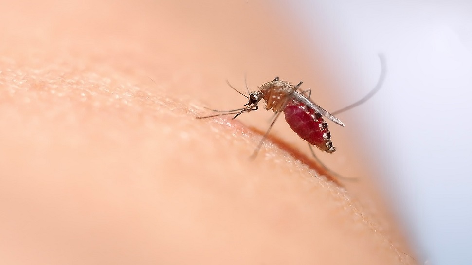 Mosquito Bite: ଜାଣନ୍ତୁ କେଉଁ ବ୍ଲଡ ଗ୍ରୁପର ଲୋକଙ୍କୁ କାମୁଡନ୍ତି ଅଧିକ ମଶା ? Mosquito Bite: ଜାଣନ୍ତୁ କେଉଁ ବ୍ଲଡ ଗ୍ରୁପର ଲୋକଙ୍କୁ କାମୁଡନ୍ତି ଅଧିକ ମଶା ?