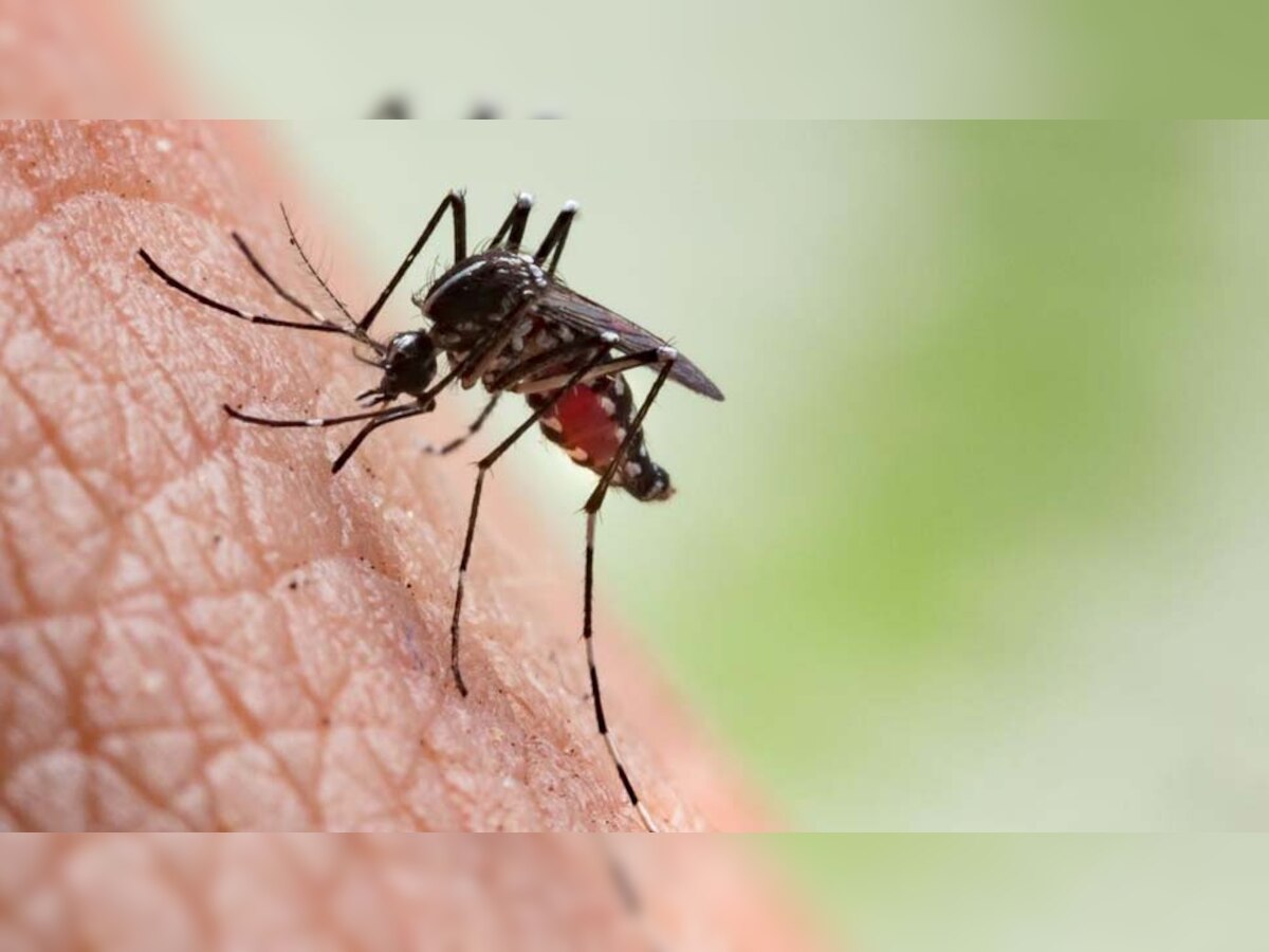 कुछ लोगों को मच्छर बहुत ज्यादा क्यों काटते हैं? जानिए इसकी वजह