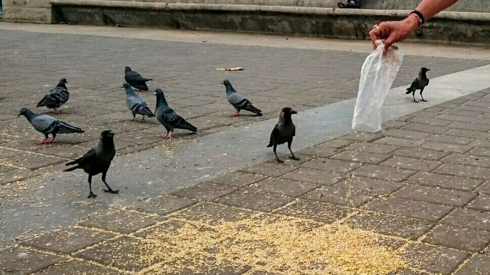 Astro Tips feeding pigeons good or bad in astrology kabutar ko dana