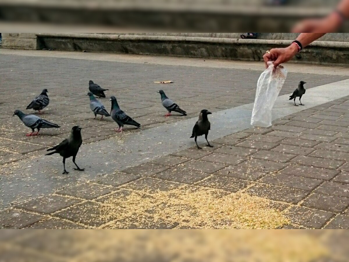 Astro Tips feeding pigeons good or bad in astrology kabutar ko dana