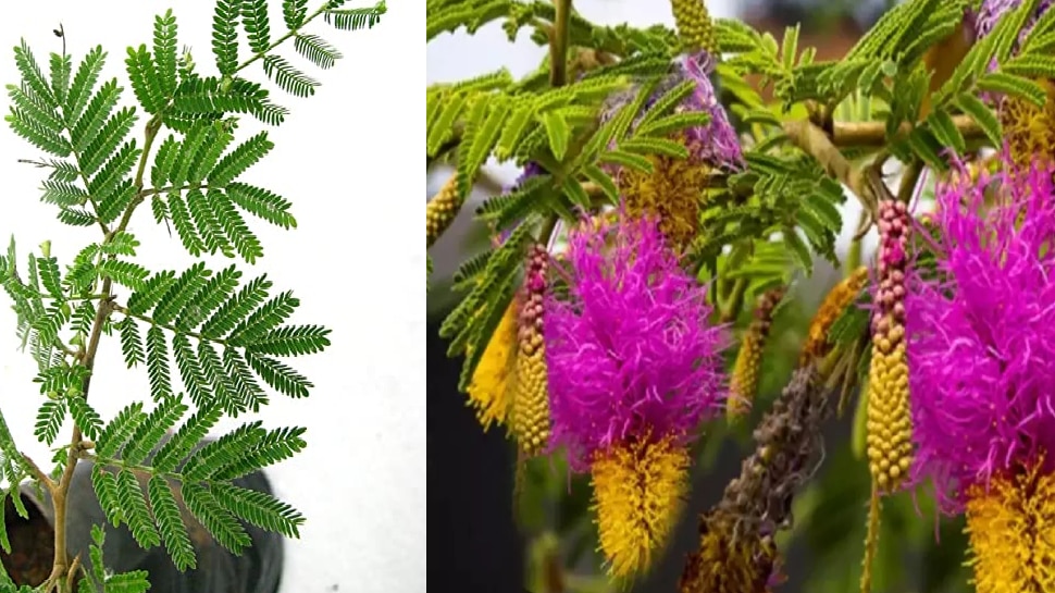 Shami plant worship method Do not do this mistake hsami ka paudha kha