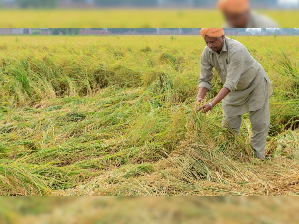 धान के खराब बीज से फसल खराब हुई तो किसान ने लड़ी जंग, 1 लाख का मुआवजा मिला